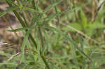 Pinnate prairie coneflower